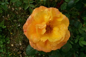GOLDEN DELICIOUS (hybrid tea)
